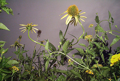 Flowers(#33.067), 2005 © Tony Mendoza, Courtesy of the Stephen Cohen Gallery.