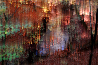 Wald bei Kunsterspring #1, 2007
