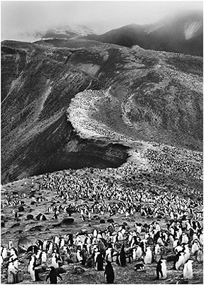 Chinstrap penguin colony, Antarctica 2005© Sebastião Salgado/Amazonas/NB Pictures