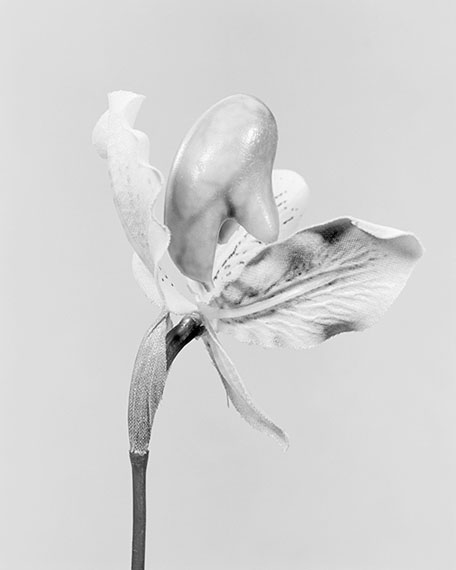 Robert VoitCypripedium calceolus, gelber Frauenschuh, 2014 © Robert Voit, courtesy Galerie Robert Morat