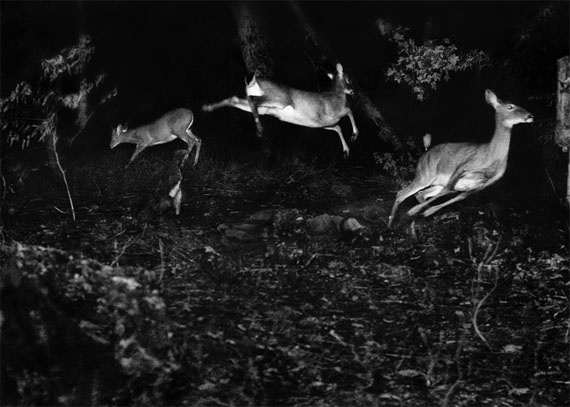 George Shiras: Trois cerfs de Virginie, Michigan, vers 1893-1898 &copy; National Geographic Creative Archives