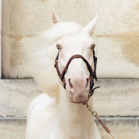 Rejoneo © Sophie Hatier, Marilyn / Courtesy of the "Académie Equestre de Versailles" by Bartabas