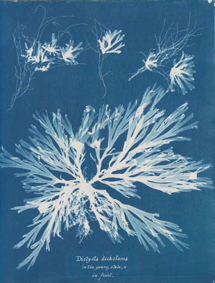Anna Atkins, "Dictyota dichotoma, in the young state; and in fruit" from Part XI of Photographs of British Algae: Cyanotype Impressions, ca. 1849, cyanotype.