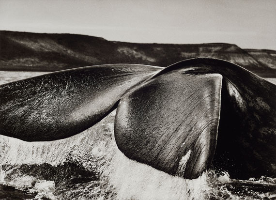 Sebastião SalgadoSouthern Right Whale, Patagonia, Argentina, 2004Späterer Gelatinesilberabzug36,8 x 50,8 cm (50 x 60,1 cm)Schätzpreis 9000-12000 EUR