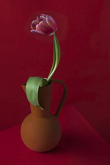 Anna Halm Schudel 
red tulip in front of red, 2021
C-Print on Fuji Crystal Archive on Aludibond behind 4 mm acrylic glass
75 x 50 cm
Edition of 7