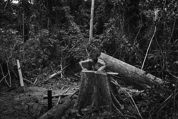 A member of the Guajajara forest guard in a moment of sad silence at the sight of a toppled tree cut down 
by suspected illegal loggers on the Araribóia indigenous reserve in Maranhão State. Araribóia, Maranhão, 2019© Tommaso Protti for Fondation Carmignac