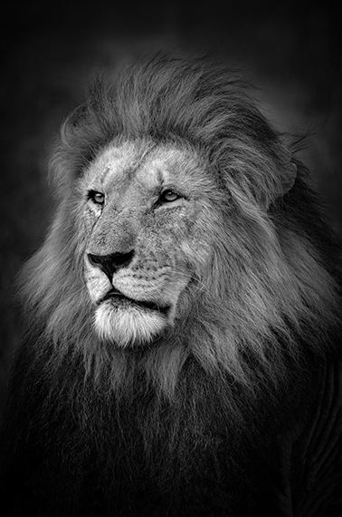 Björn Persson, The King, Masai Mara, Kenya, 2017
27.5 x 41 inches - (other sizes & pricing available)
Pigment print from a limited edition of 10
$2,500 USD  (plus tax & framing)
Robert Klein Gallery, Boston