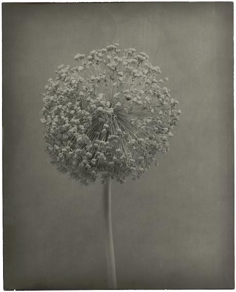 Walter Schels
Allium, 2016
Gelatin silver print on expired Agfa baryta paper
25 x 20 cm
unique piece