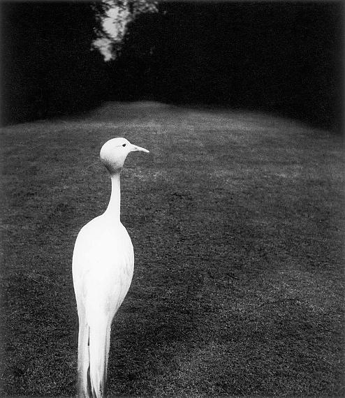 Bill Brandt
Evening in Kew Garden, 1932
Private collection
Courtesy Bill Brandt Archive and Edwynn Houk Gallery 
© Bill Brandt / Bill Brandt Archive Ltd.