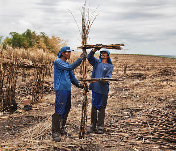 ABC da cana (Sugarcane ABC), 2014 © Jonathas de Andrade.