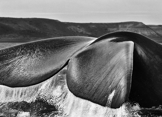 Sebastião Salgado
Southern Right Whale (Eubalaena australis), Valdes Peninsula, Argentina, 2004
Silver gelatin print
© Sebastião Salgado, Courtesy Robert Klein Gallery, Boston