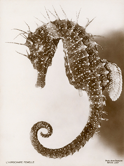 Jean Painlevé: Hippocampe femelle [Female Seahorse], ca. 1934–1935 
© Les Documents Cinématographiques / Archives Jean Painlevé, Paris