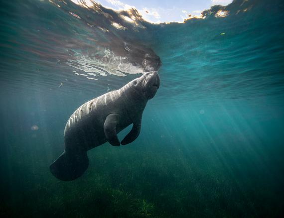 Isabelle Hayeur: Young Manatee in Crystal River, 2022, inkjet on photographic paper, 127 cm x 165 cm