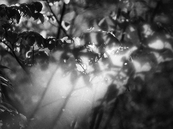 Donata Wenders
'KOMOREBI 08', Tokyo 2022
© Donata Wenders