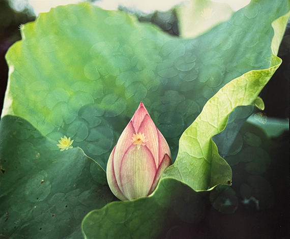 Lotus © Hitomi Watanabe