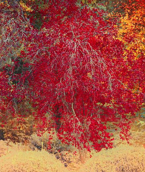 Erik Madigan Heck
Red Autumn Leaves, 2023
95.2 x 80.6 cm