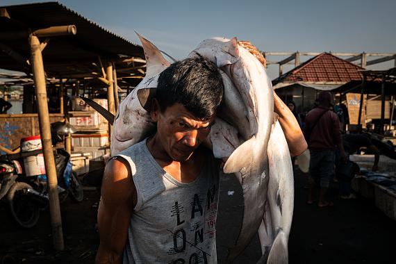 Various species of sharks, some of which are endangered, while others are listed as vulnerable, hauled on shore at dawn by commercial fishermen at the Tanjung Luar port on Monday, June 9, 2025, in East Lombok, Indonesia. &copy; Nicole Tung for Fondation Carmignac