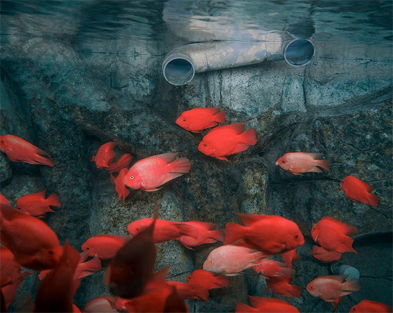 Sony World Photography Awards 2025 