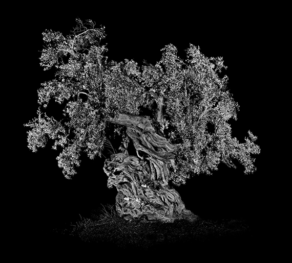 © Antoine SCHNECK, Ottavio, série Olivier Millénaire, 2011
courtesy de l’artiste et galerie Berthet-Aittouarès