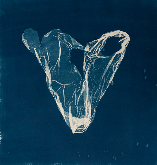 Awakening in Blue: An Ode to the Cyanotype