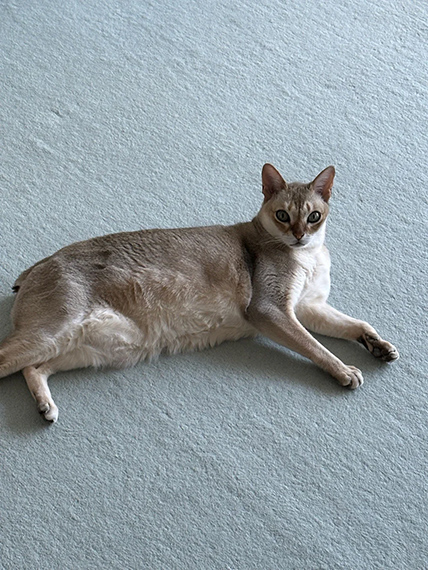 &copy; Takashi Homma