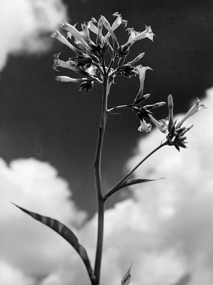 Alfred EhrhardtTabakplantage, aus der Serie 