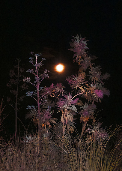 Léonard Pongo, Untitled (Primordial Earth), 2023. Giclée print on Hahnemühle Fine Art Matt Ultrasmooth. Courtesy of the artist and Kristof De Clercq gallery.