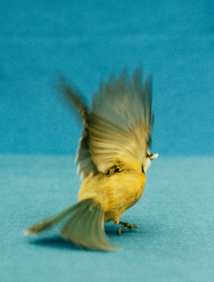 LINES · CURVES · MOTIONS