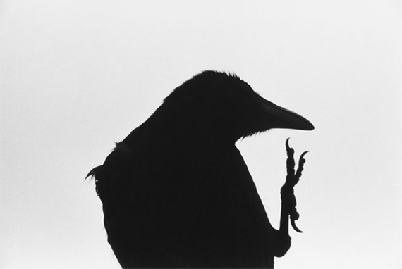 ANIMAL MODEL
