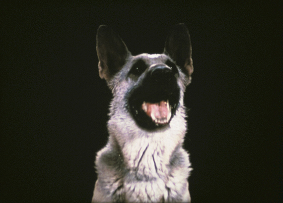  Jack Goldstein, Shane, 1975, Filmstill, © Mudam Luxembourg. Bildbeschreibung: Vor einem tiefschwarzen Hintergrund sind der Kopf und Hals eines Deutschen Schäferhundes zu sehen. Sein Maul ist geöffnet, sodass sein unteres Gebiss und seine rosa Zunge sichtbar sind. 