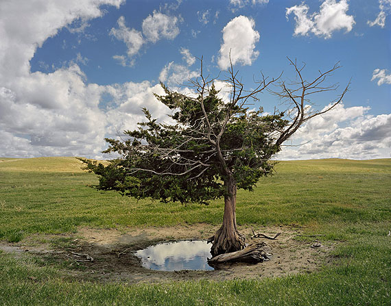 Andrew Moore: Homesteader´s Tree, Merriman, Nebraska, 2011