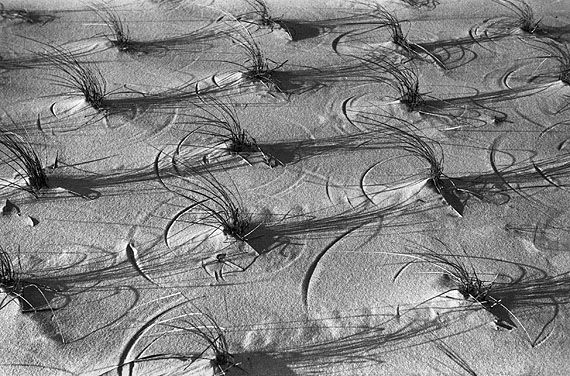 Arvid GutschowSpiel der Halme im Sand1928, Print 1989/90SilbergelatineAlfred Ehrhardt Stiftung© Arvid Gutschow