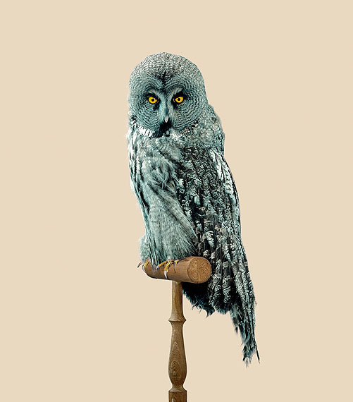 GREAT GREY OWL [Strix predatoris] Predator-resistant feathers © Vincent Fournier