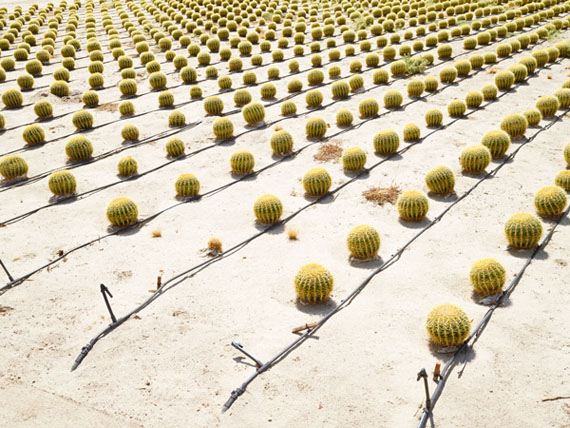 Henrik Spohler, Cactus culture in Borrego Springs, USA (Kaktuskultur) from the series / aus der Serie 