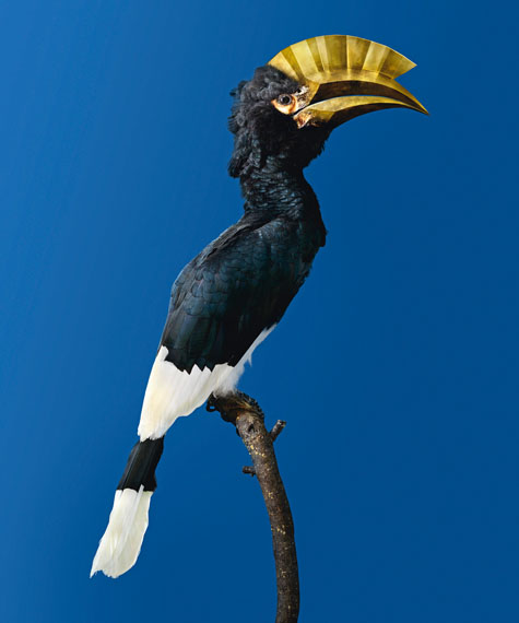 BROWN-CHEEKED HORNBILL [Bycanistes infragilis], Bird with an unbreakable beak © VINCENT FOURNIER