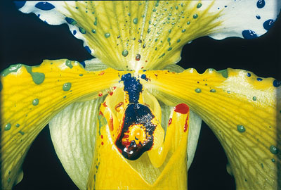 Nobuyoshi Araki, Untitled (From Painting Flowers), 2004, Cibachrome Print, 50 x 60 cm, Courtesy Jablonka Galerie, Köln/Berlin, Foto: Matthias Langer, Braunschweig/Varel, © Nobuyoshi Araki