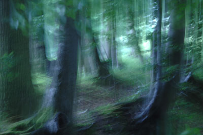 The German Forest / Der deutsche Wald