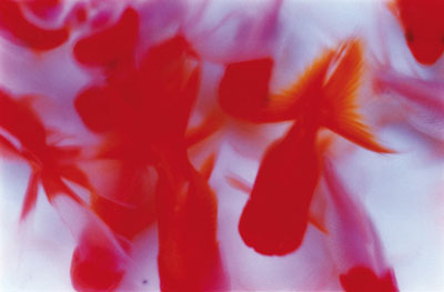Mika Ninagawa: "Liquid Dreams", 2003, © Mika Ninagawa, courtesy Galerie Priska Pasquer, Köln