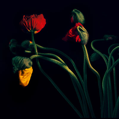 © Balthasar Burkhard, Flowers, 2009, C-Print, 129x129 cm