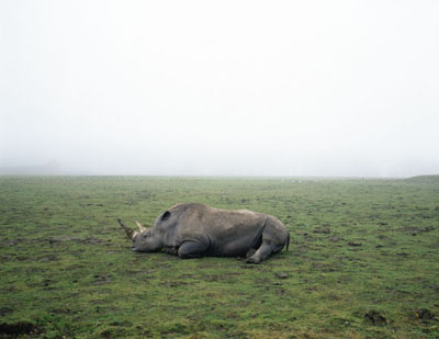 Geert Goiris, Rhino in Fog, 2003, © Geert Goiris